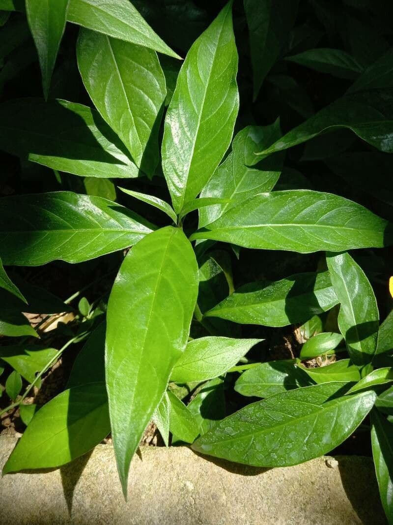 Barleria 11