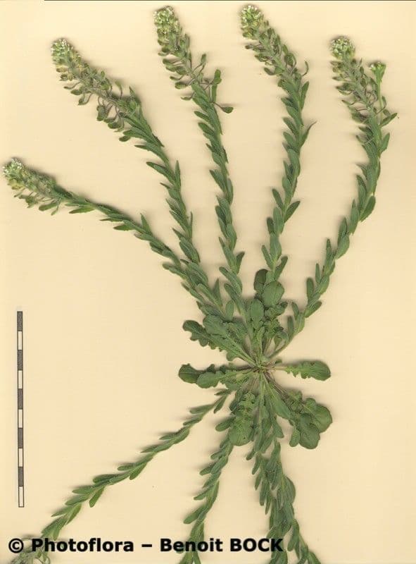 Lepidium 28