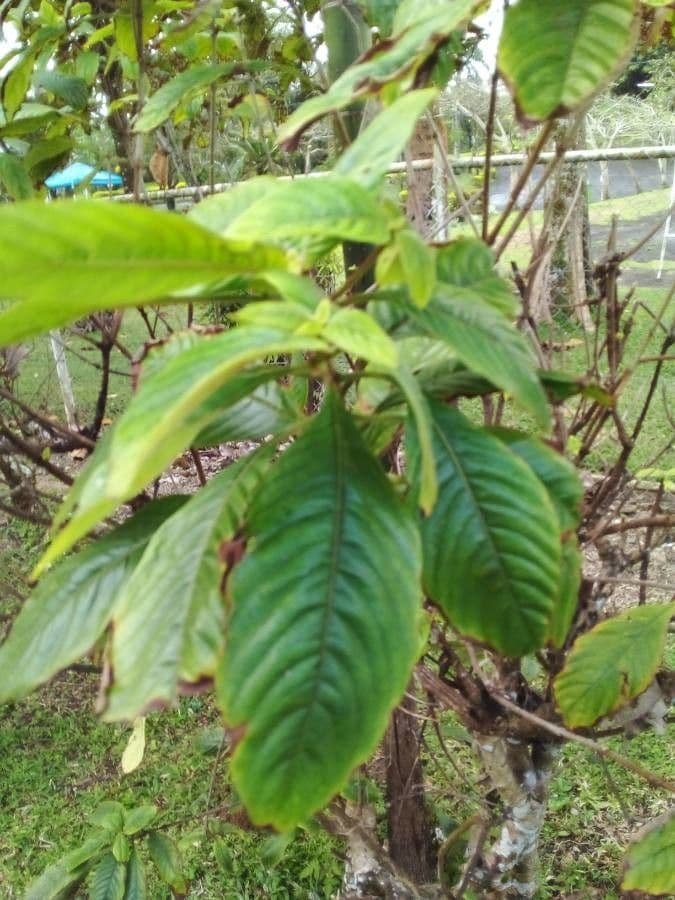 Aphelandra 13