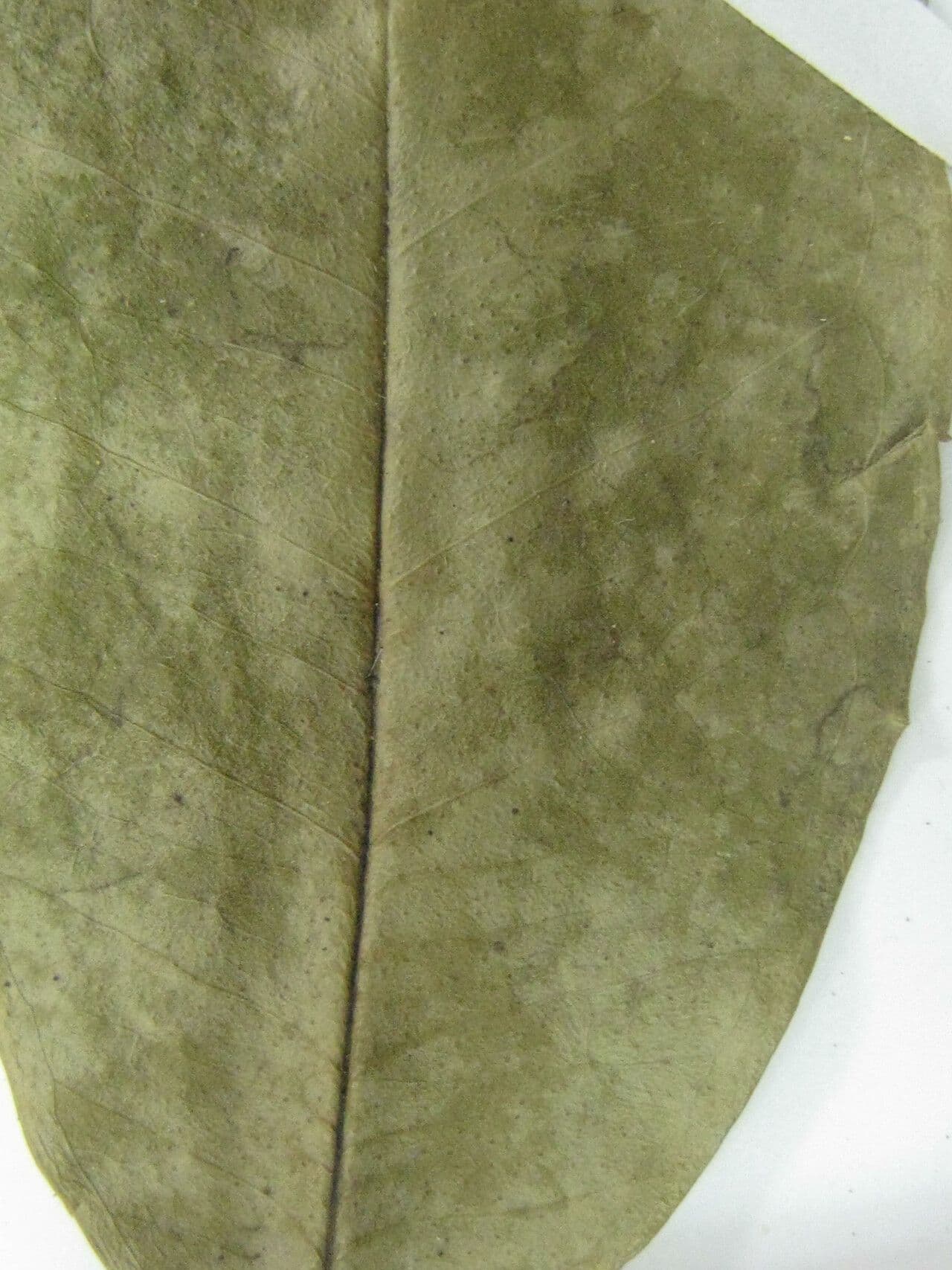 Eugenia 4