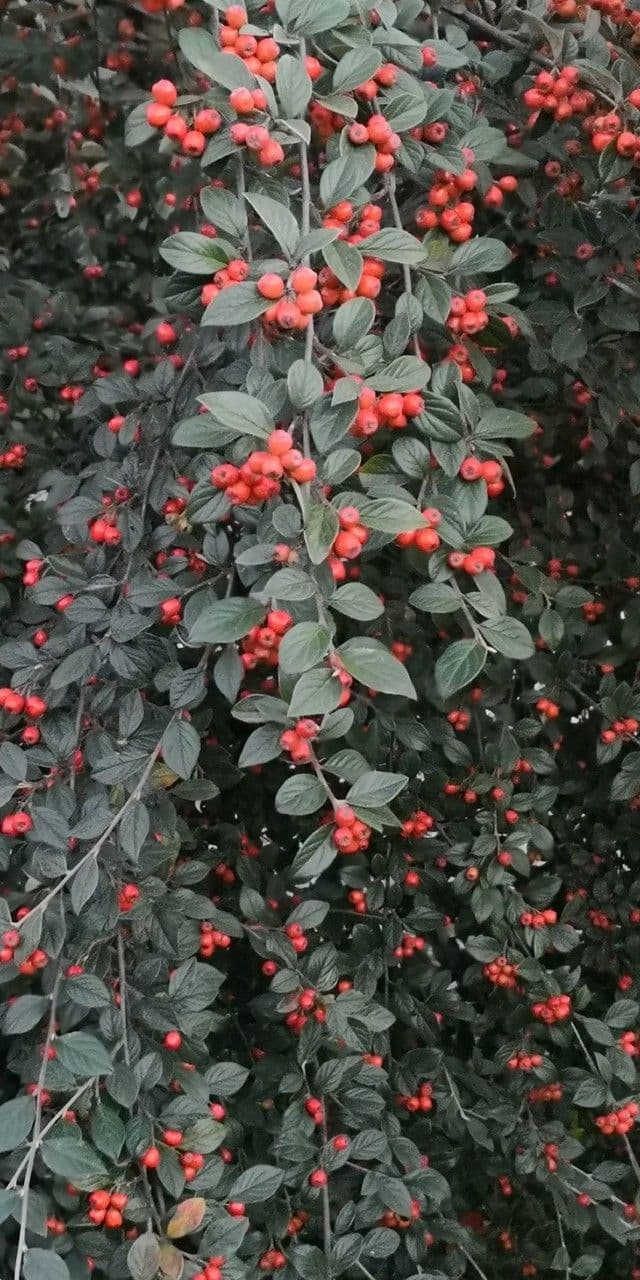 Cotoneaster di Stern 2