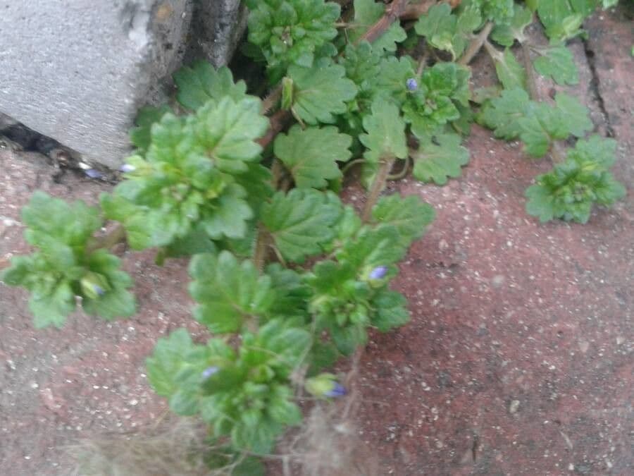 Veronica lucida 18