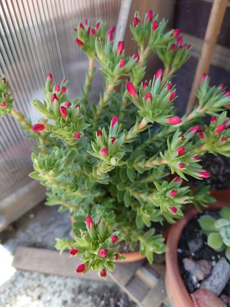 Crassula scarlatta 9