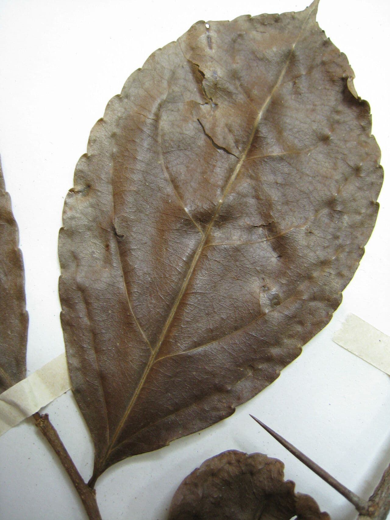 Bentham Xylosma 6