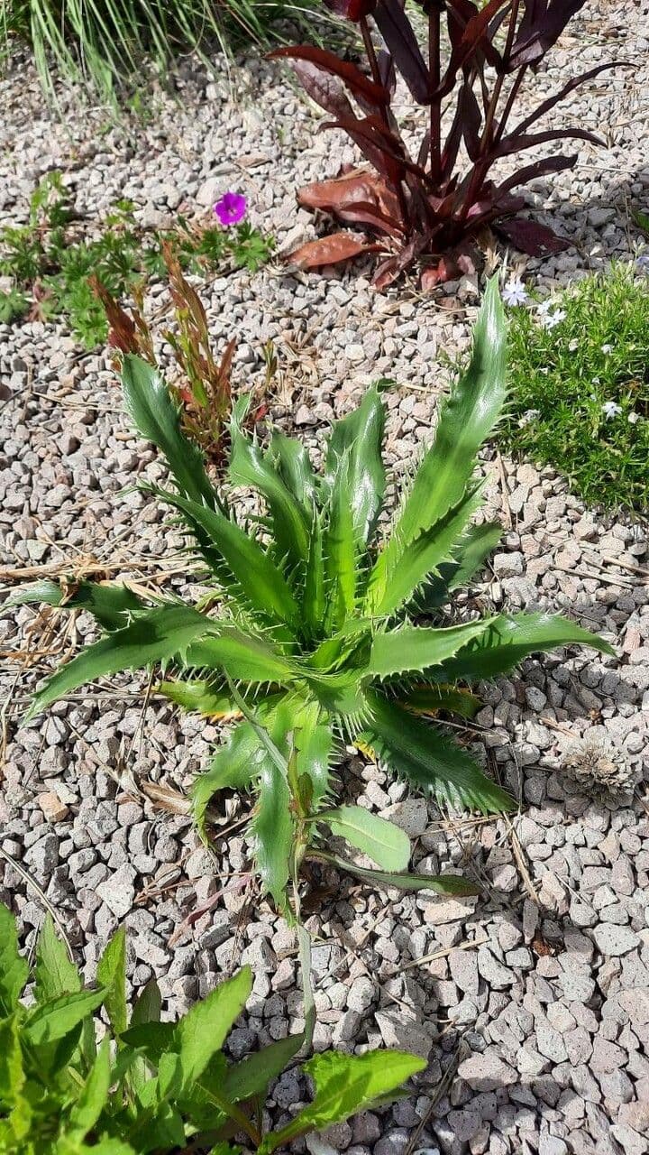 Panicaut floribond 3