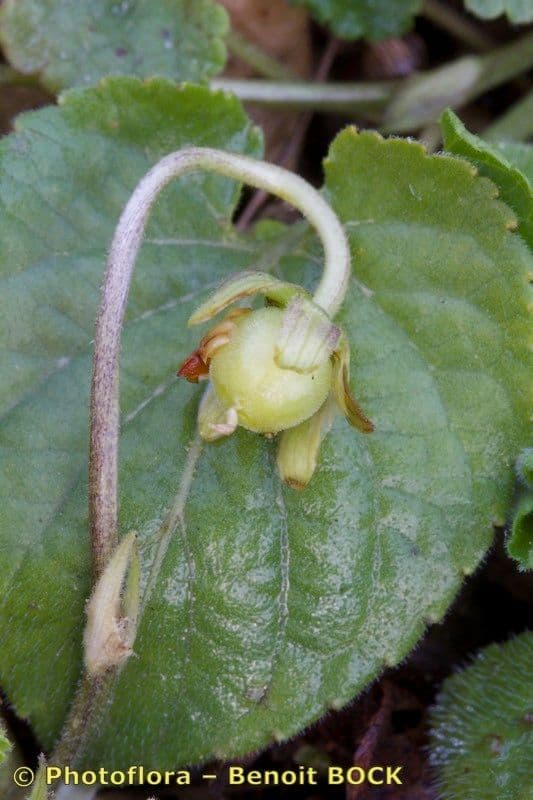 Viola odorata