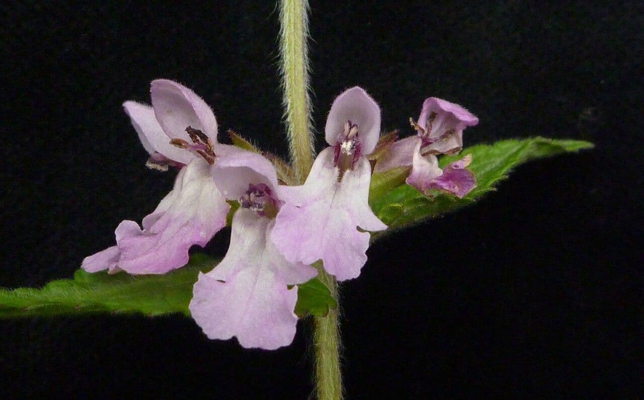 Stachys 5