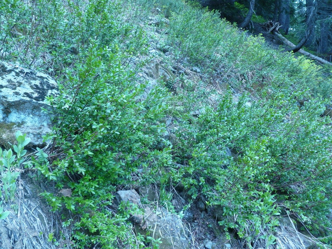 Paxistima 11