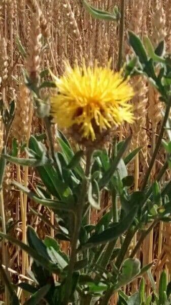 Centaurea collina 7