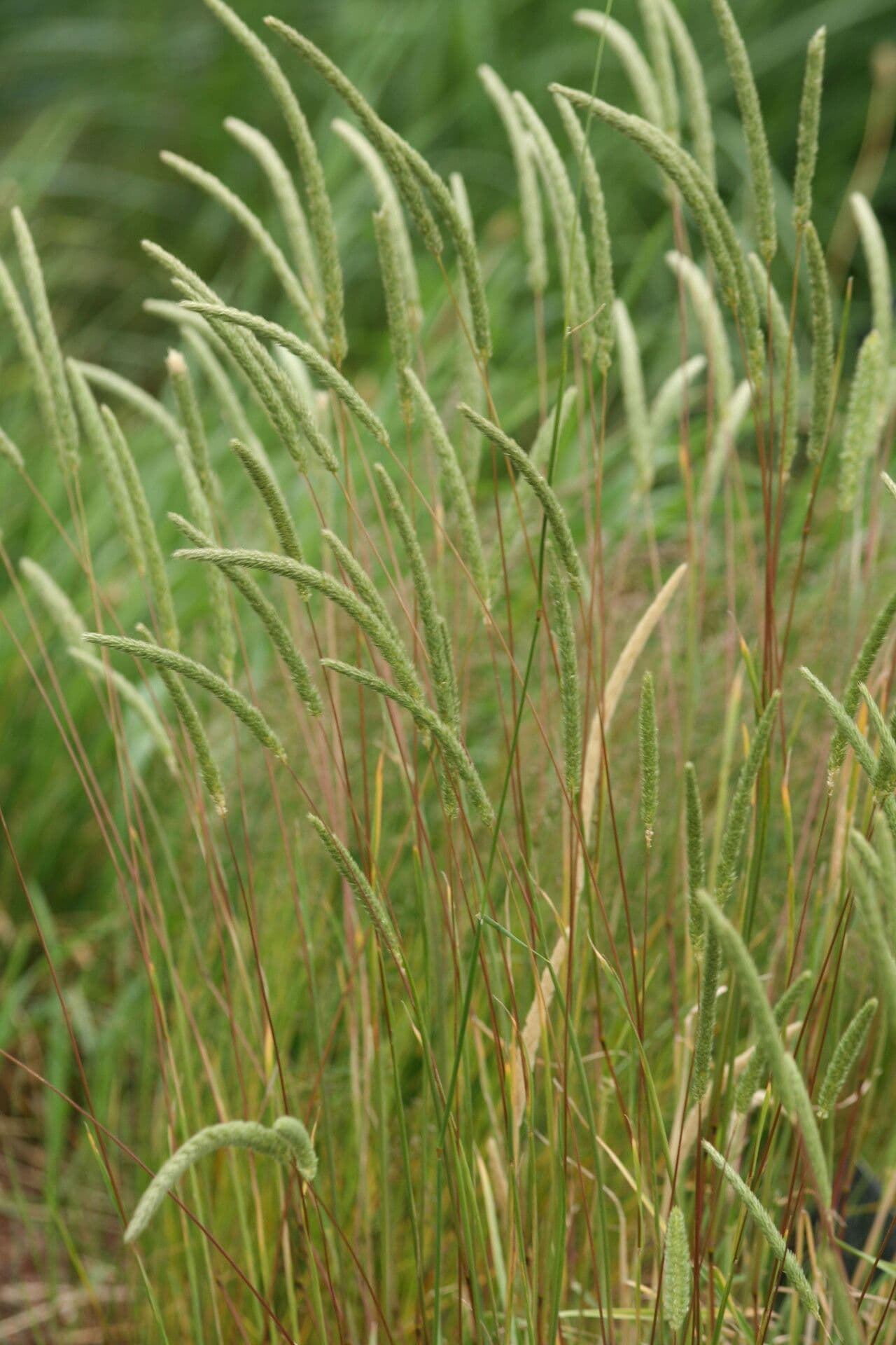 Fleolo ispido
