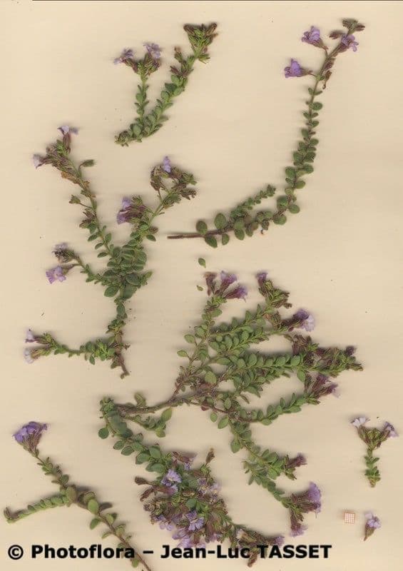 Chaenorhinum villosum 17