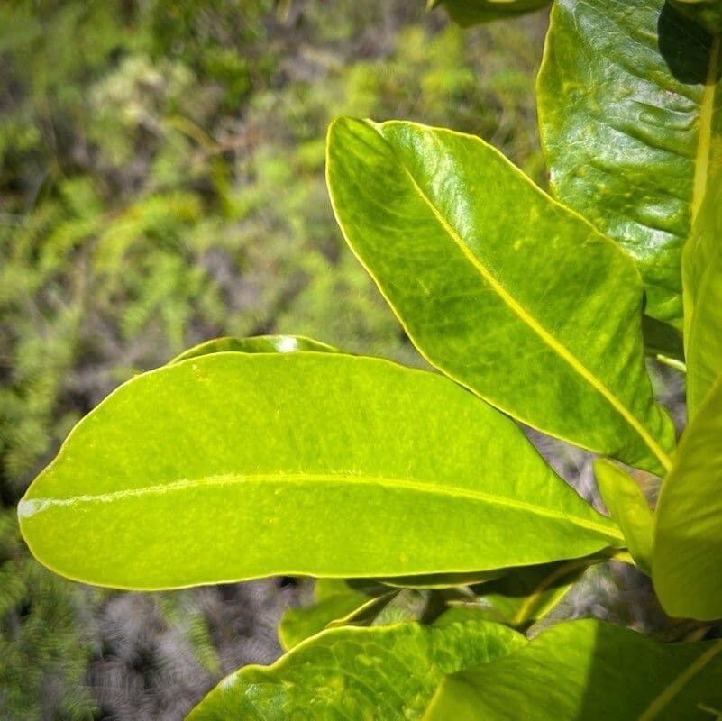 Myodocarpus 5