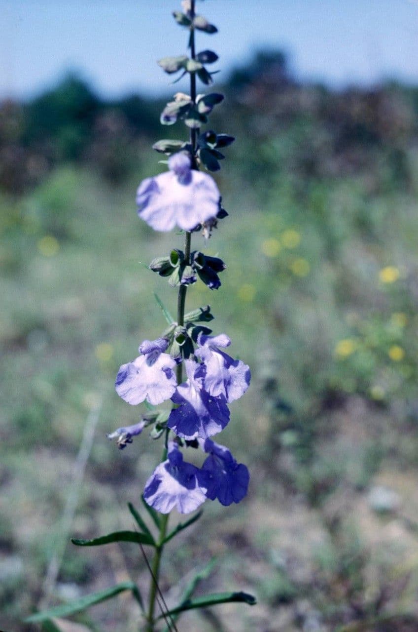 Salvia reflessa 3