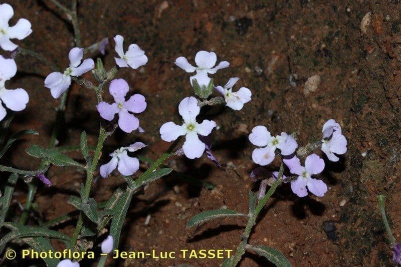 Matthiola 3