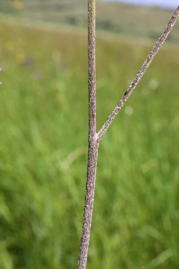Graue Distel 14