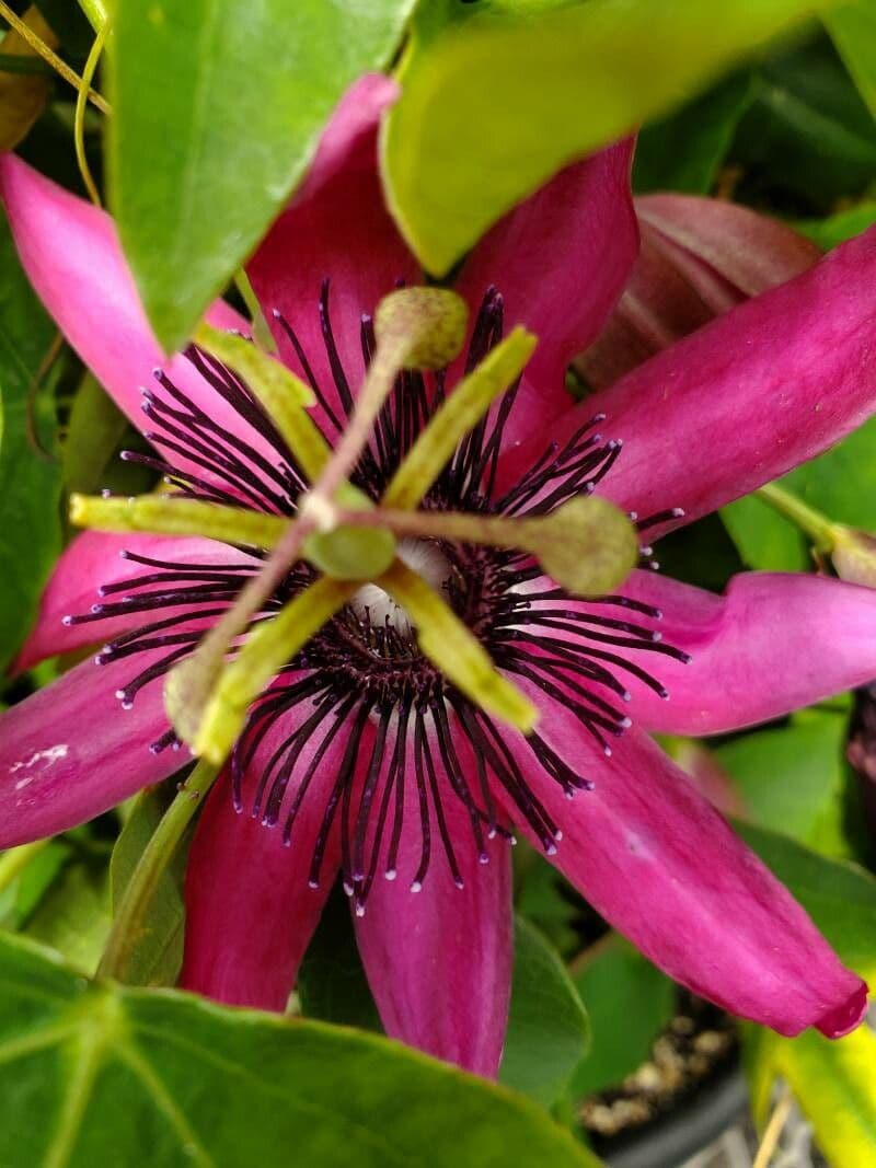 Passiflora ametista 11