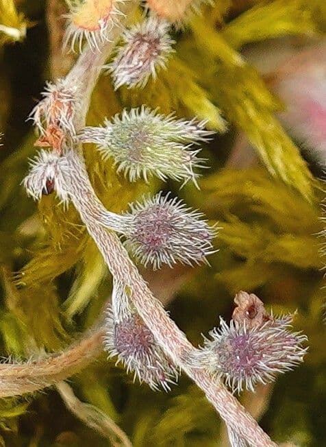 Miosotide ramosissima 4
