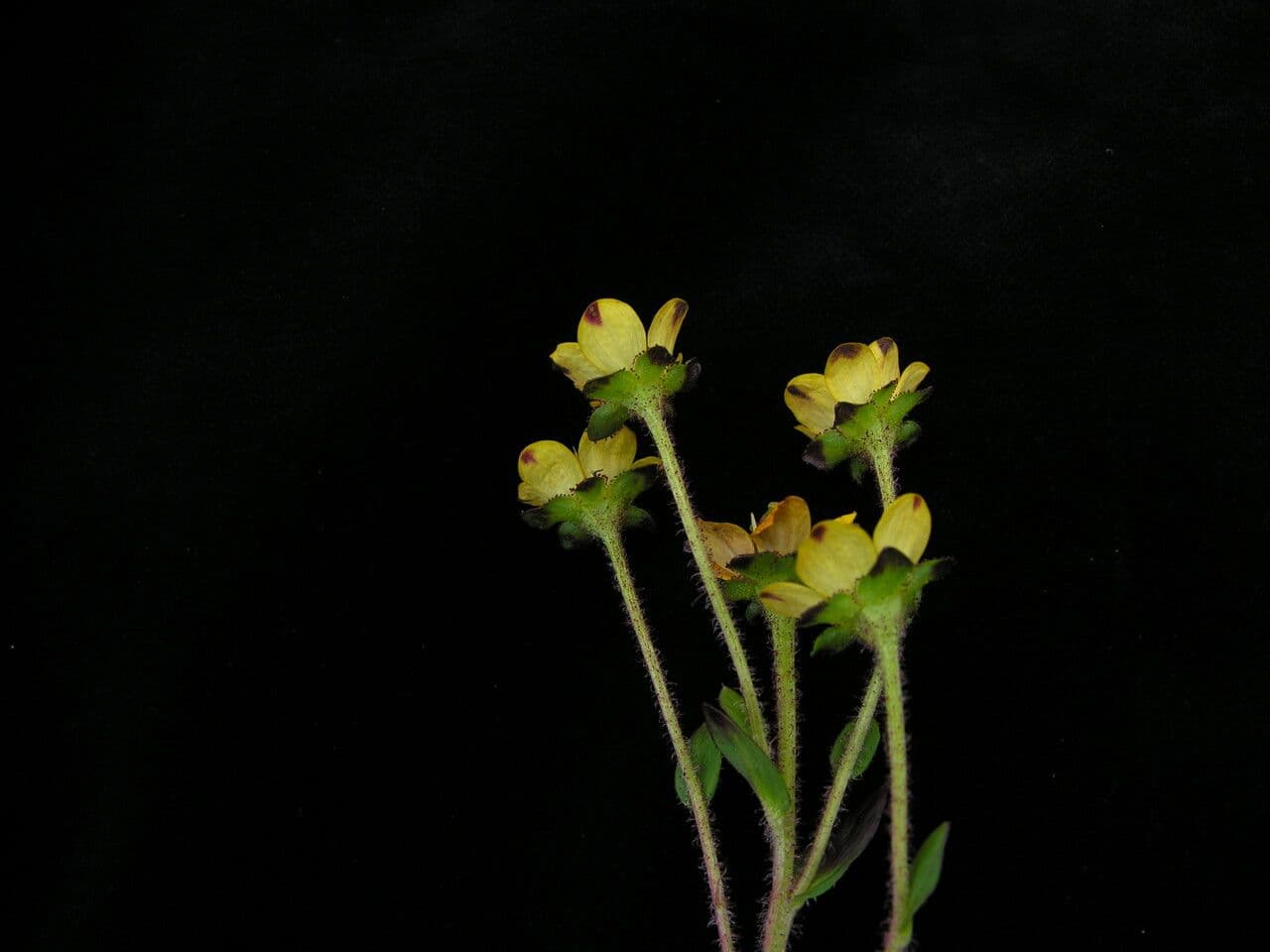Steinbrech 2