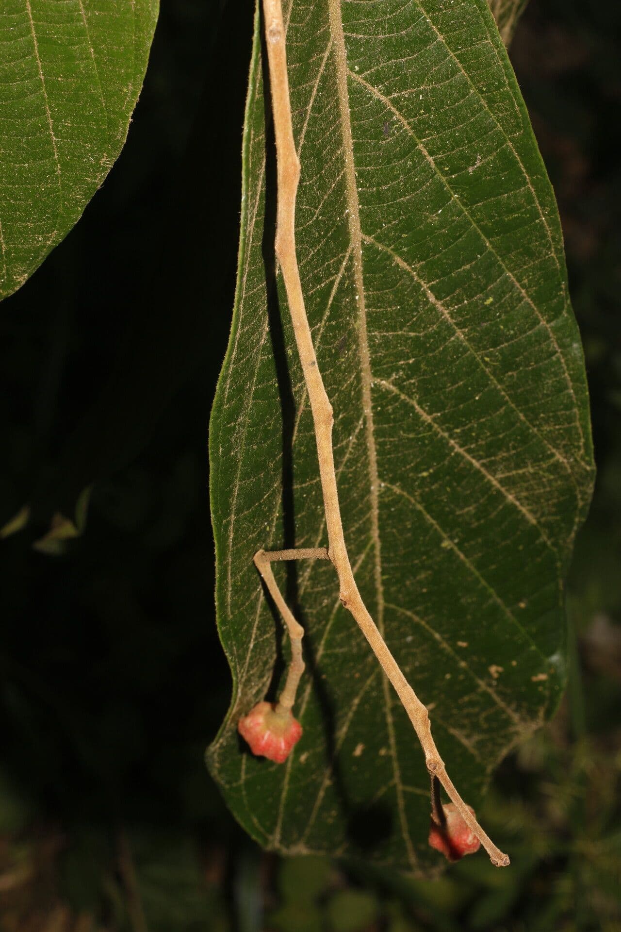 Ocotea 9