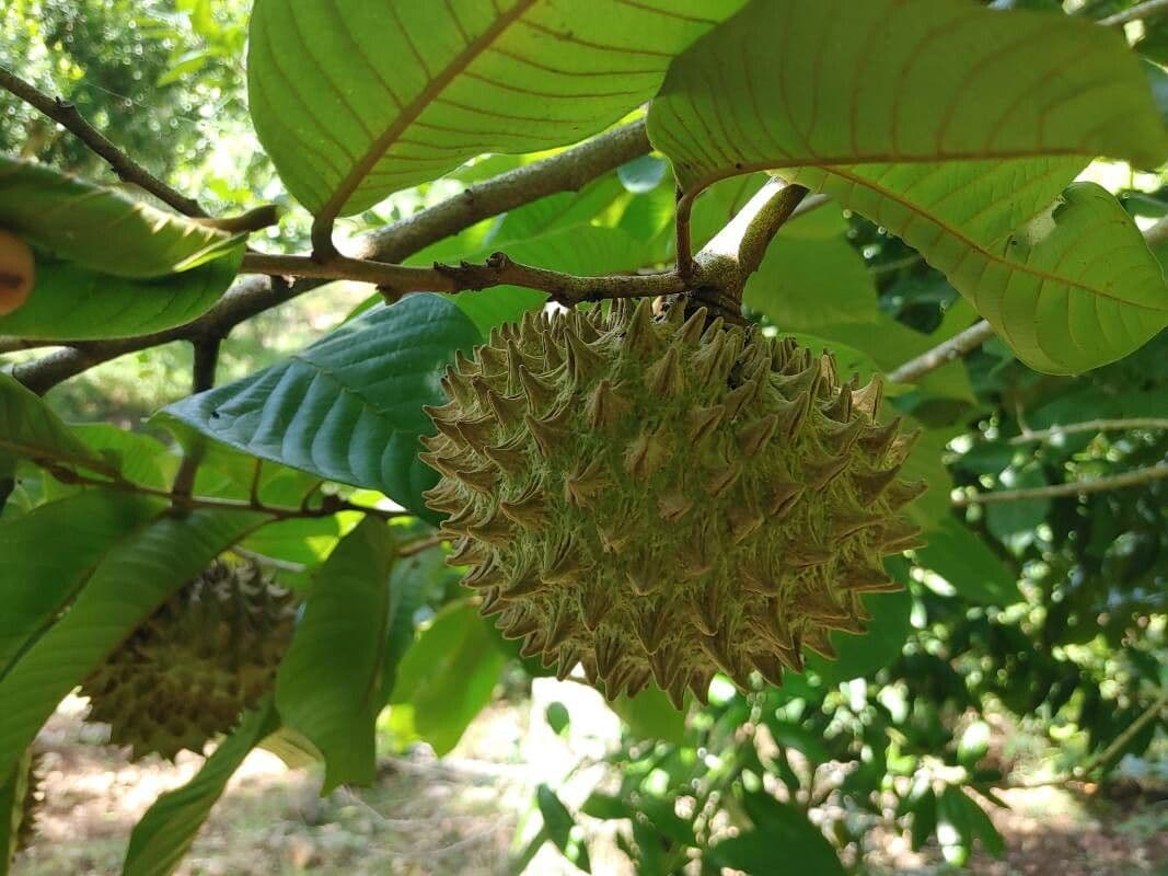 Annona purpurea 3