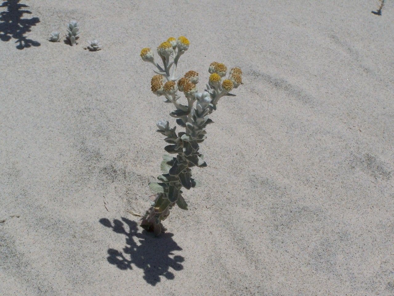 Achillea marittima 28