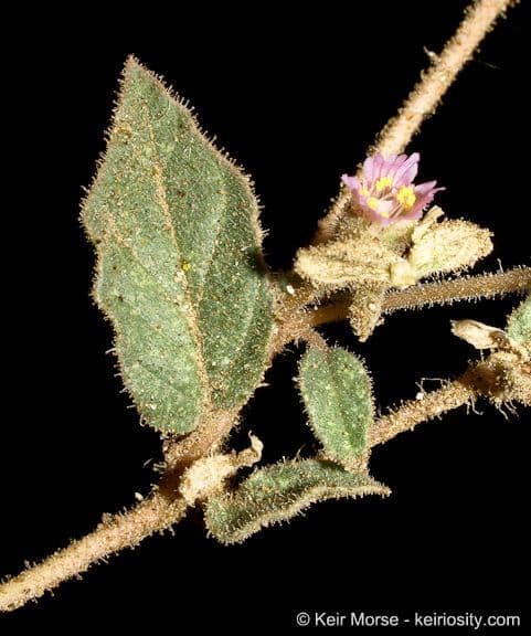 Mirabilis incarnata 12