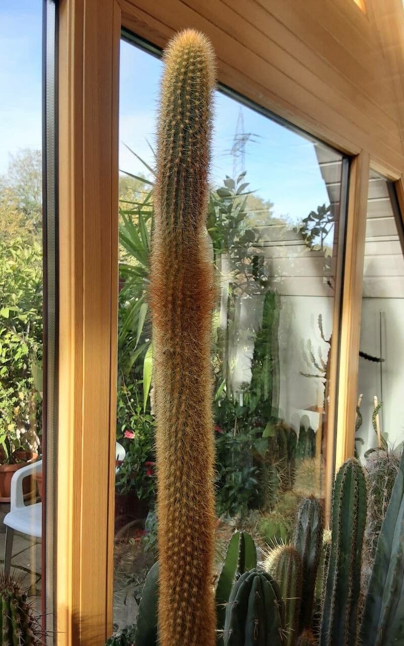 Cactus di Baumann 10