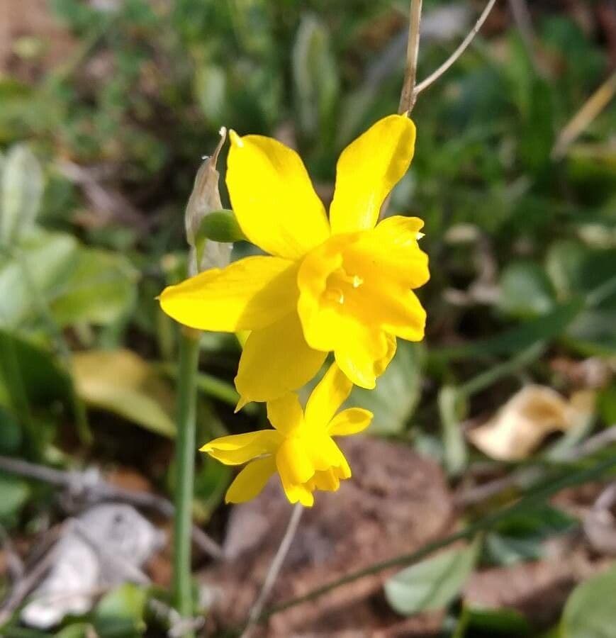 Narciso 5