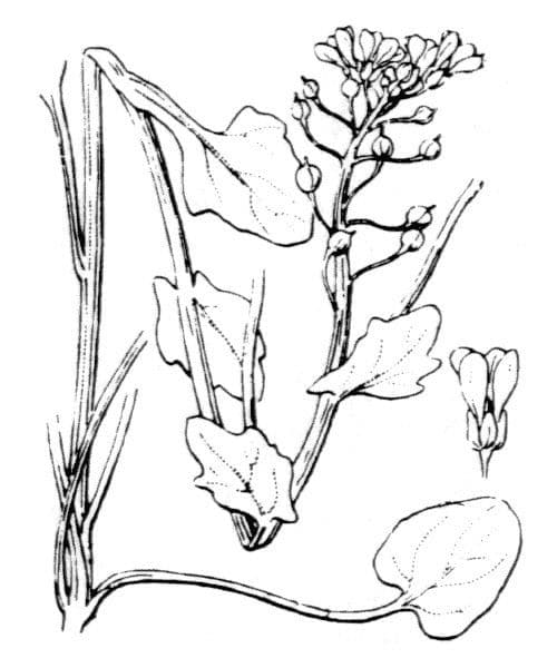 Coclearia 26