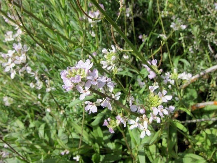 Thelypodium