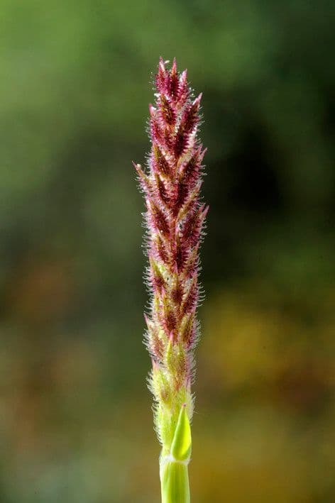 Scheren-Spargel 7