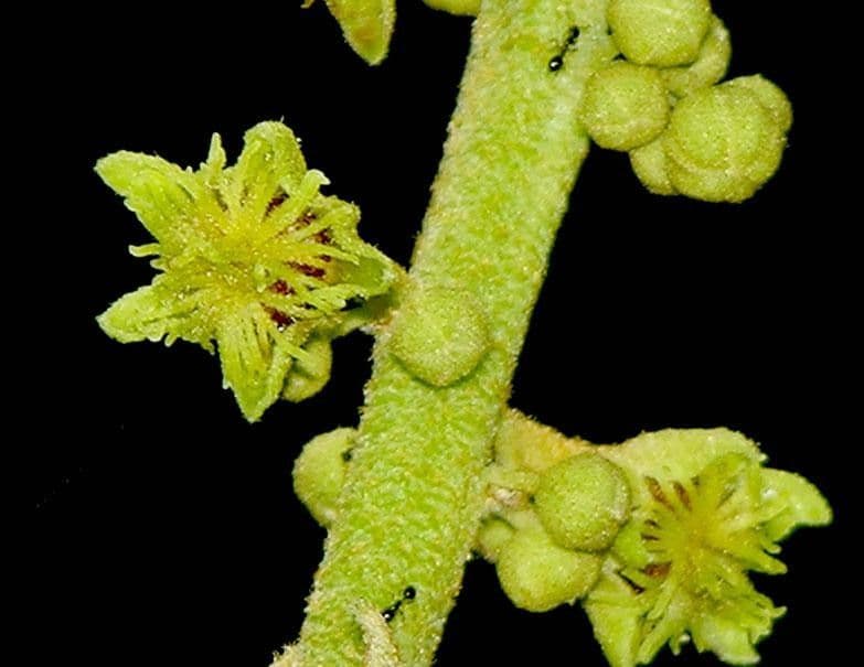 Croton