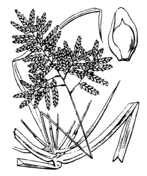 Zigolo 5