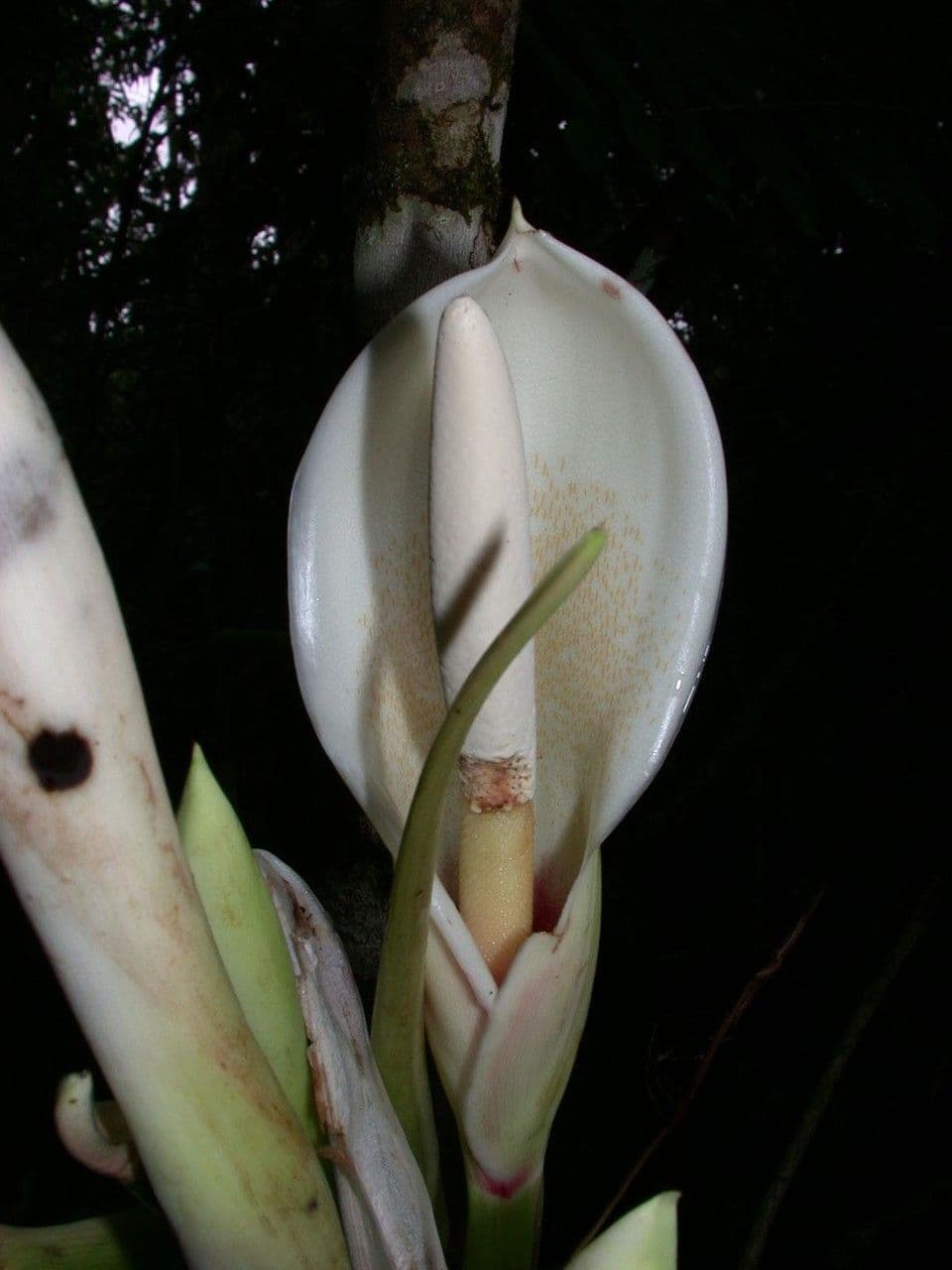 Filodendro tripartito 8