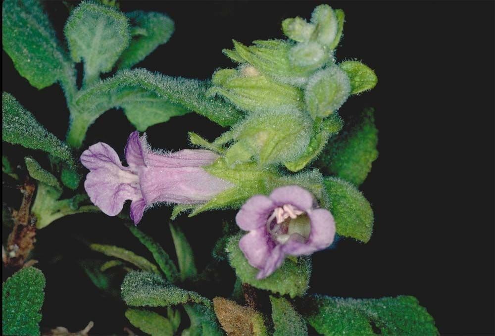 Salvia brocca