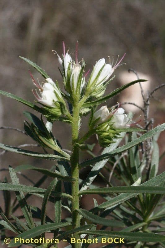 Echium 21