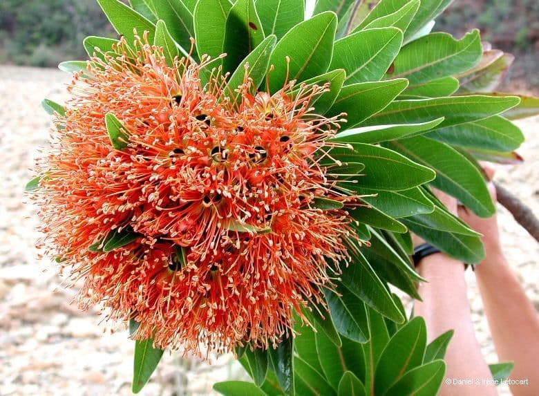 Xanthostemon 4