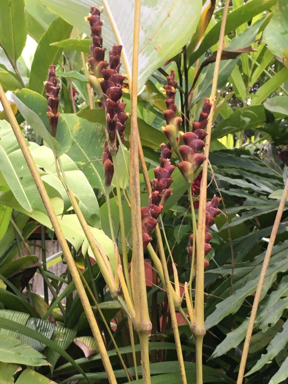 Pampano 18