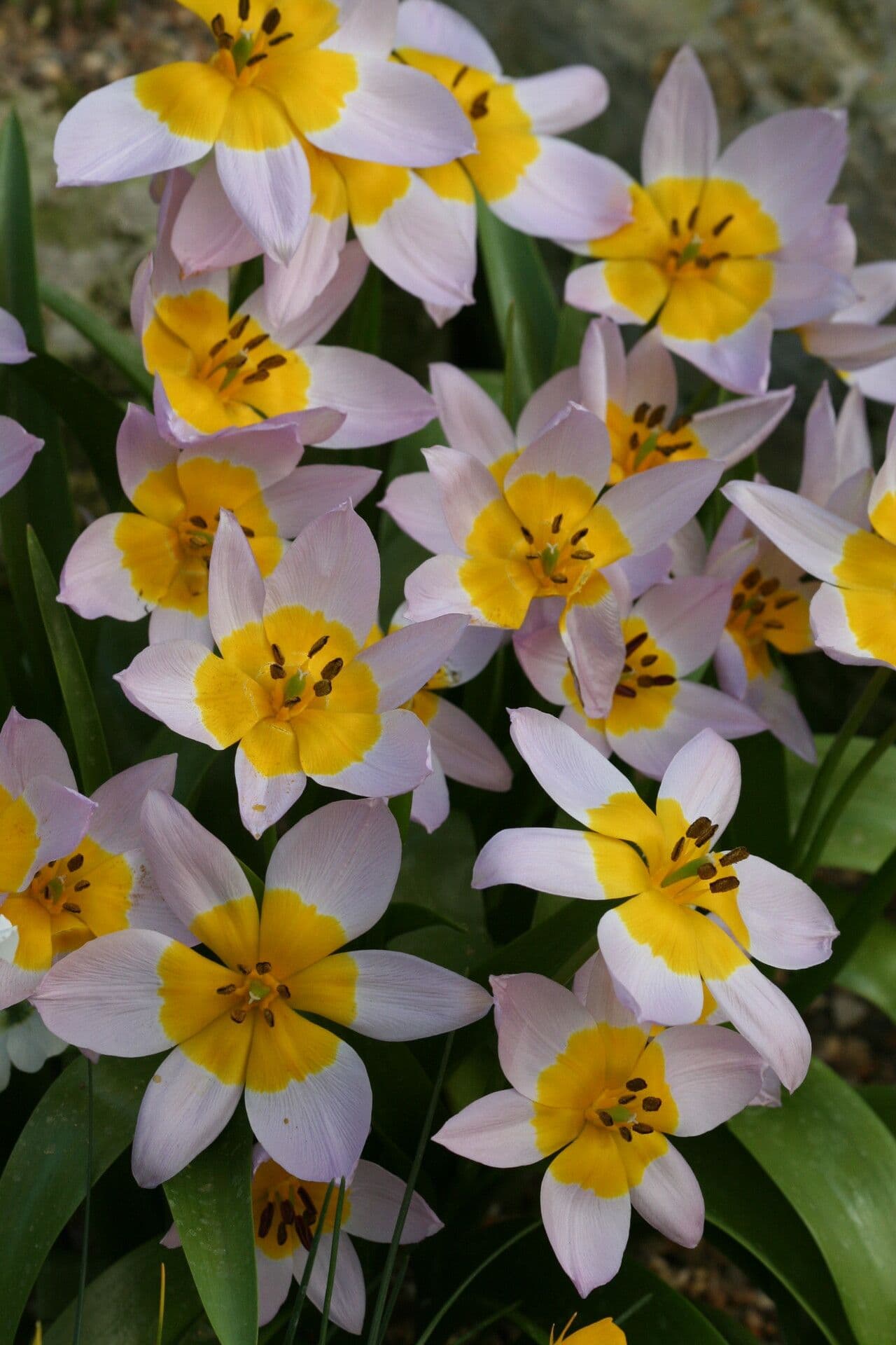 Tulipano 4