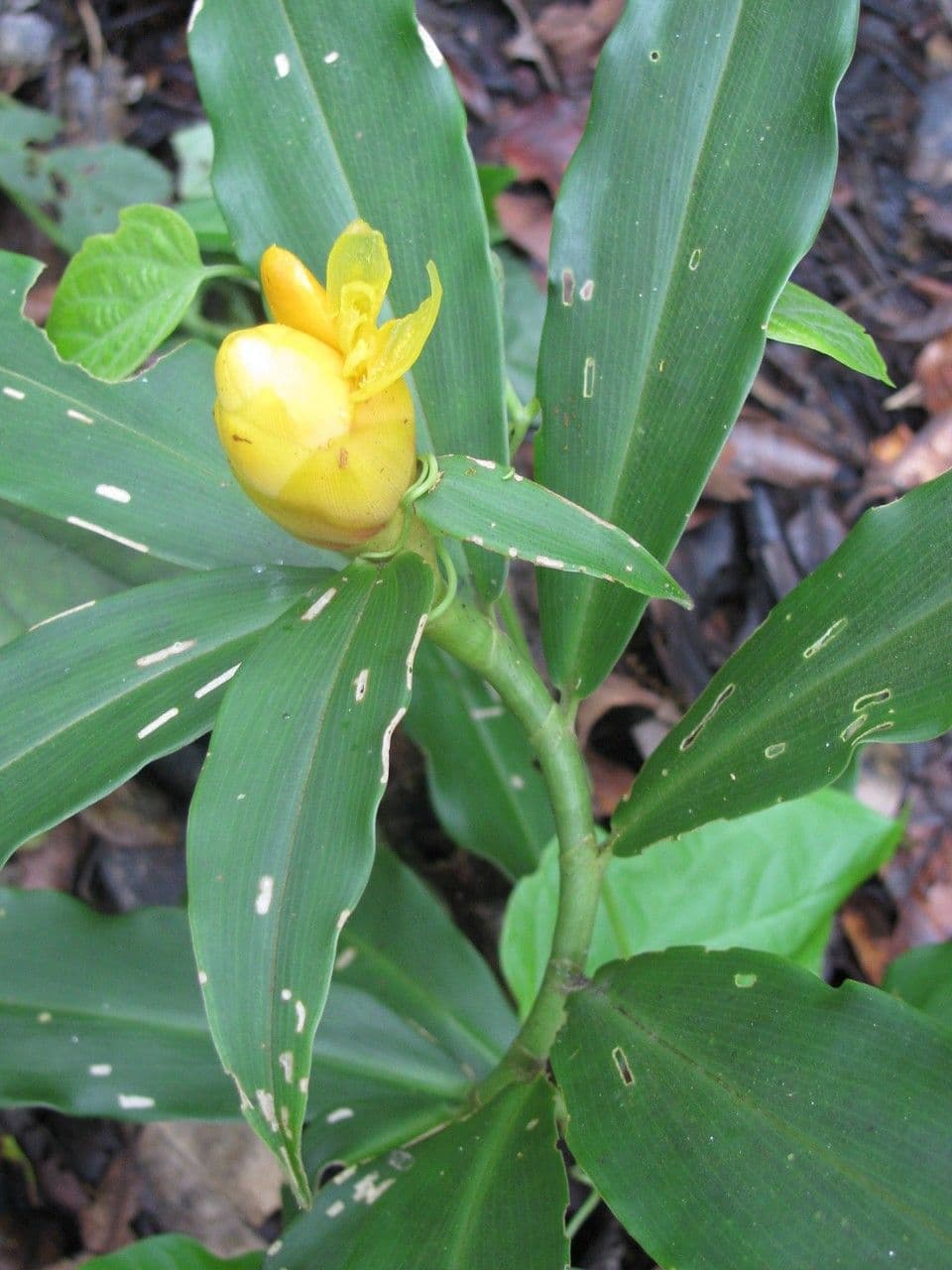Costus 16
