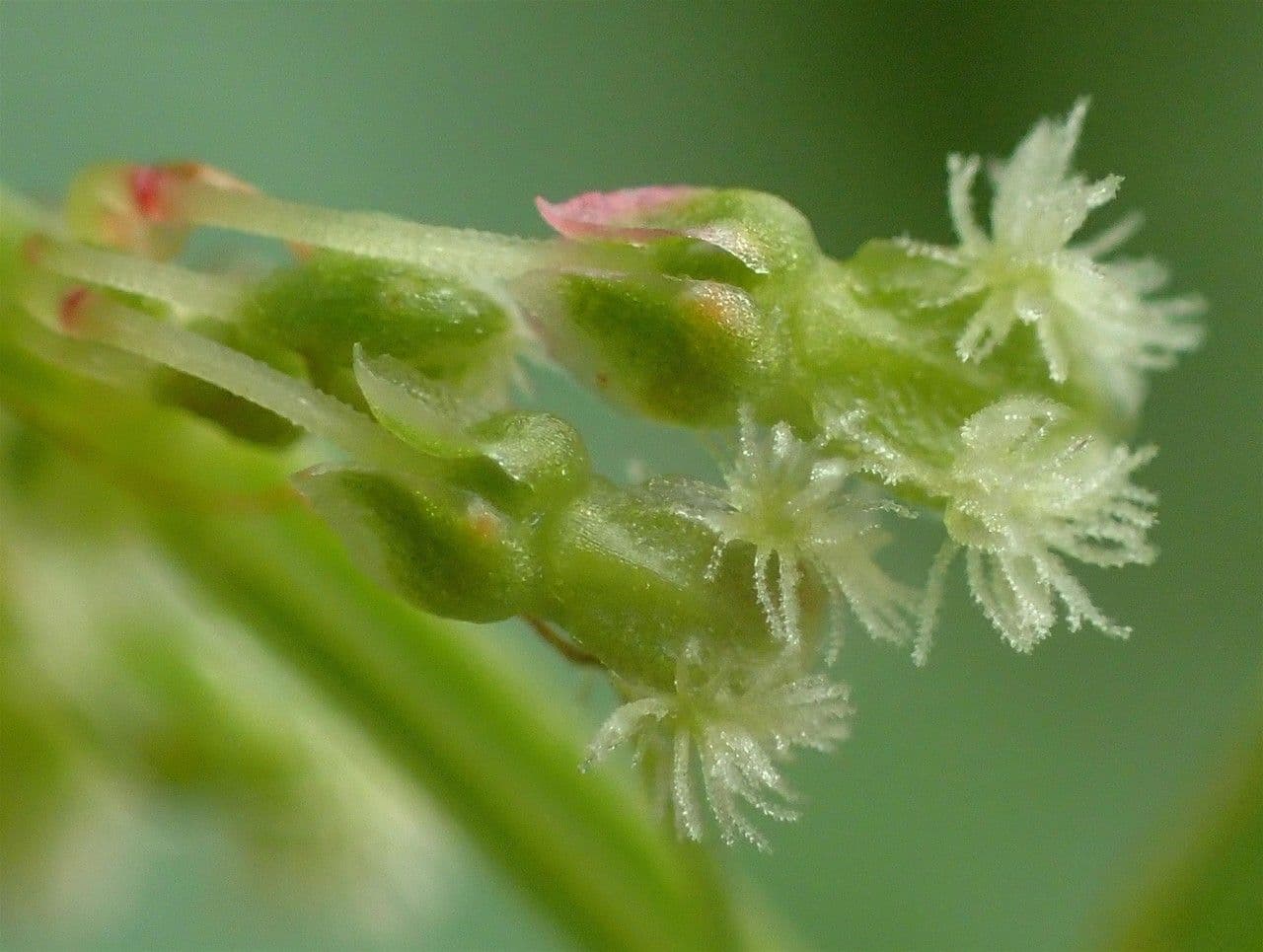 Rumex alpestris 2