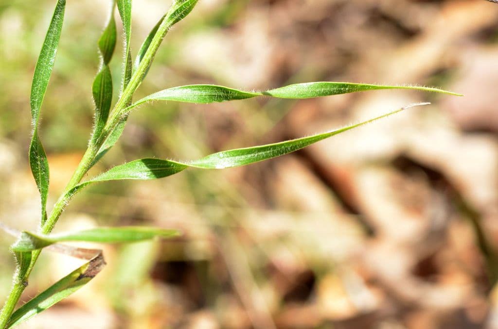 Liatris 12