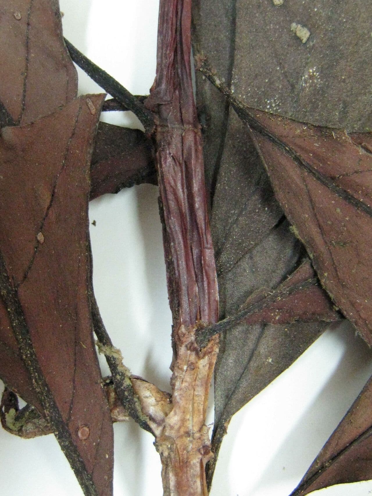 Drymonia coccinea 10