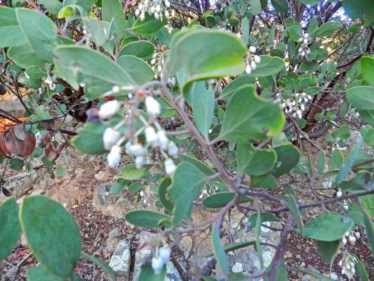 Manzanita 15