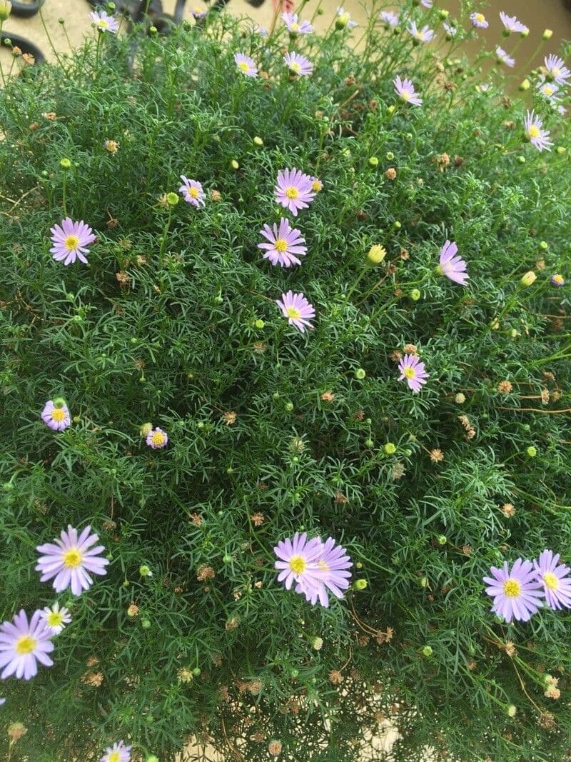 Brachyscome 8