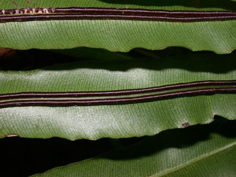 Salpichlaena 8
