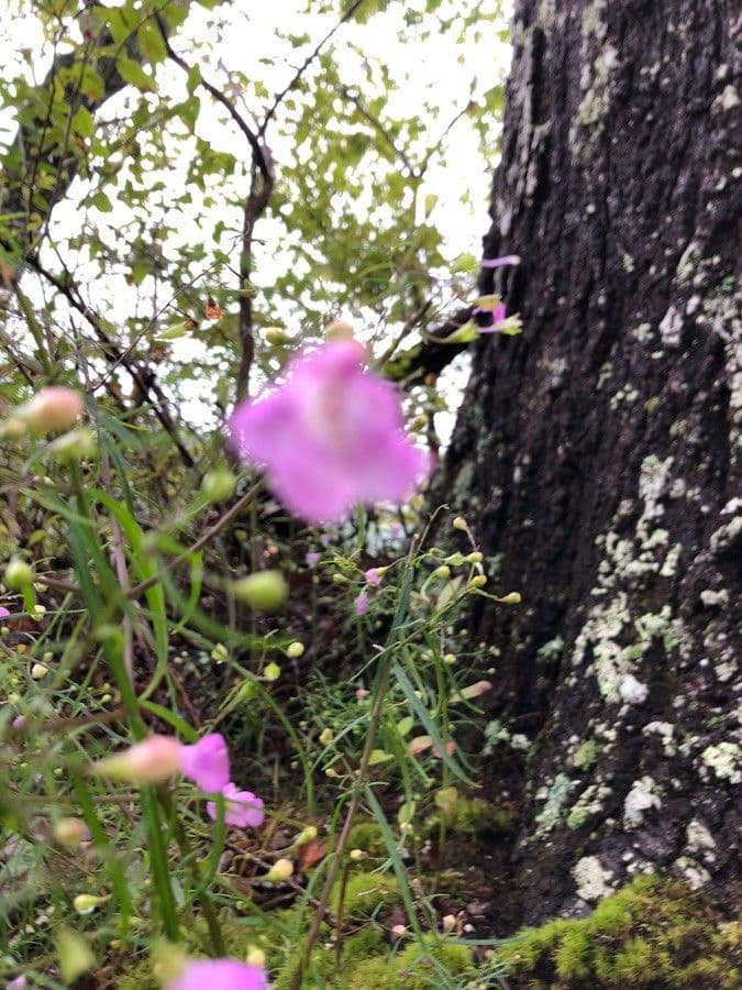 Agalinis 2