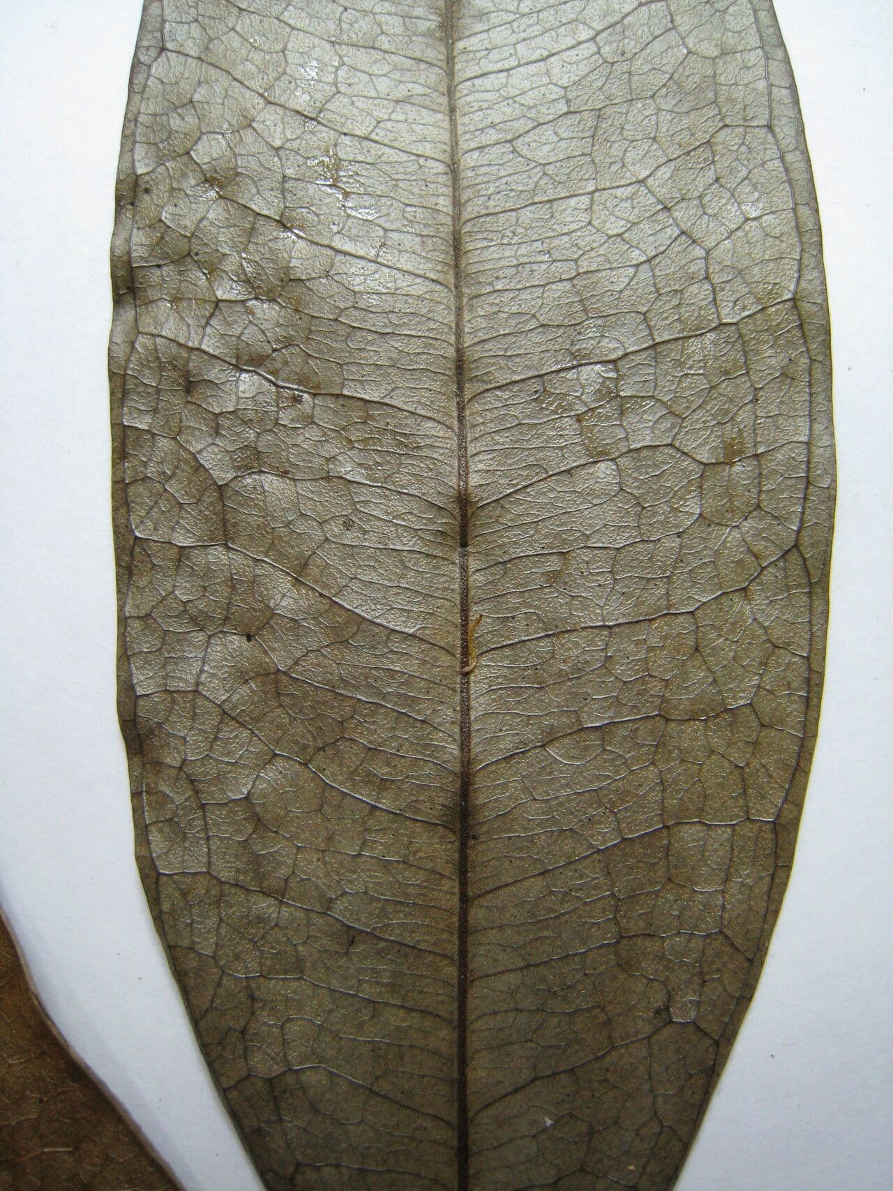 Pseudoxandra