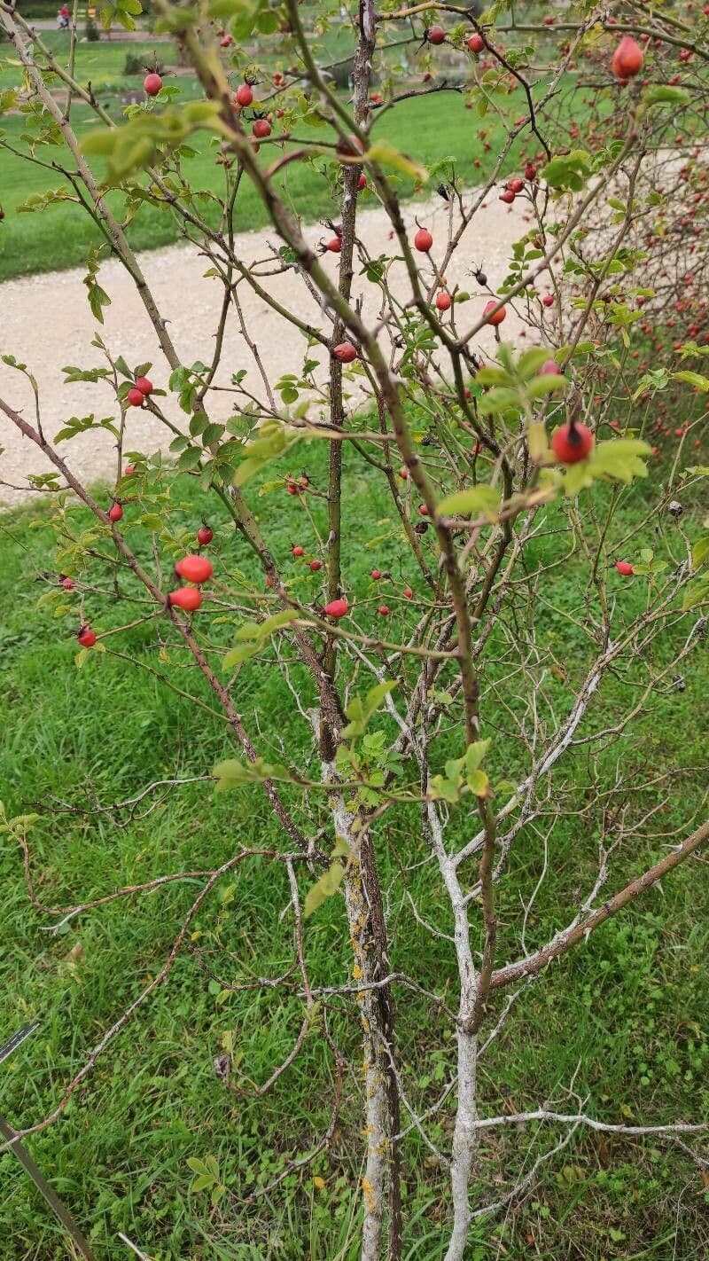 Rosa 8