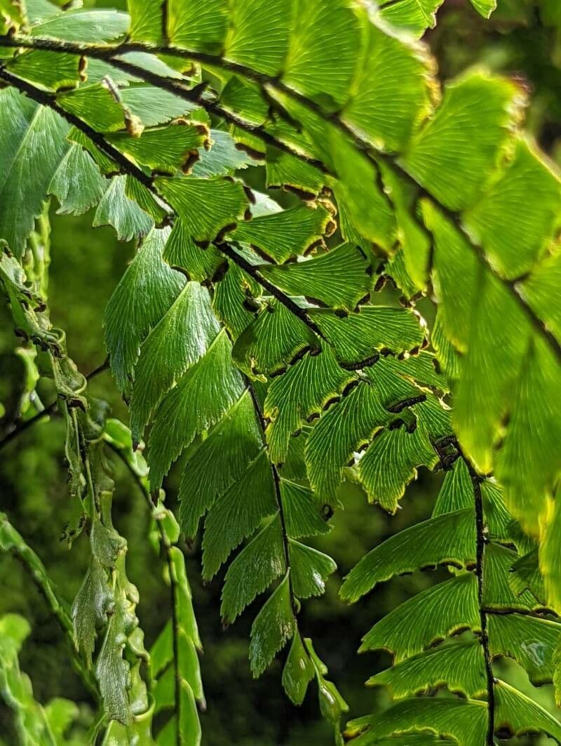 Adiantum štvorlisté